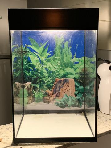 Aquário 60L pouco uso, com acessórios