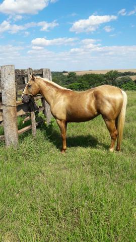 Cavalo 1/2 Sangue QM