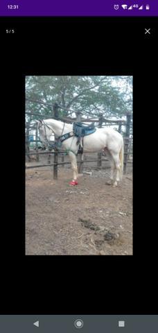 Cavalo Correndo De Direita