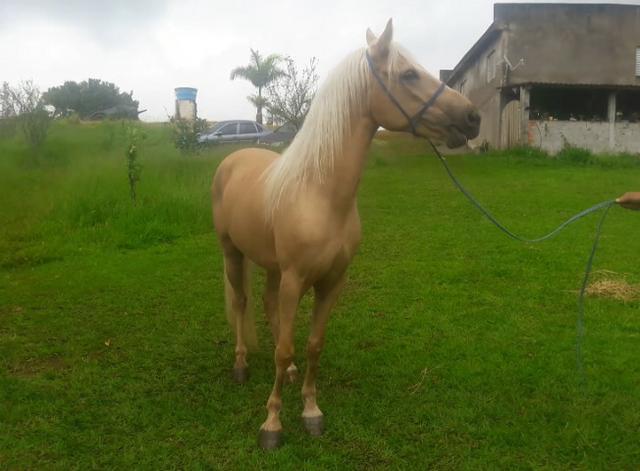 Cavalo Manga Larga Paulista