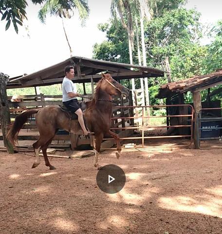 Cavalo MangaLarga Paulista