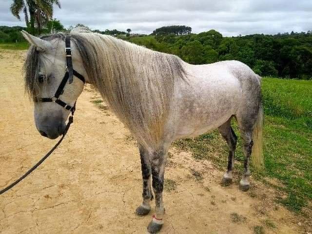 Cavalo Mangalarga