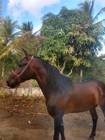 Cavalo manga larga machador