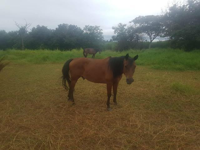 Cavalo petisquinho mansinho