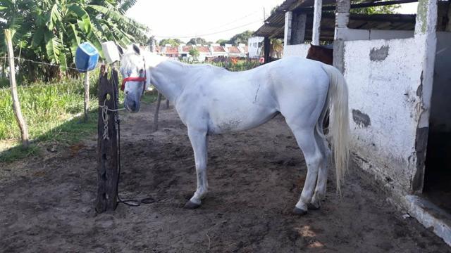 Cavalo professor de direita