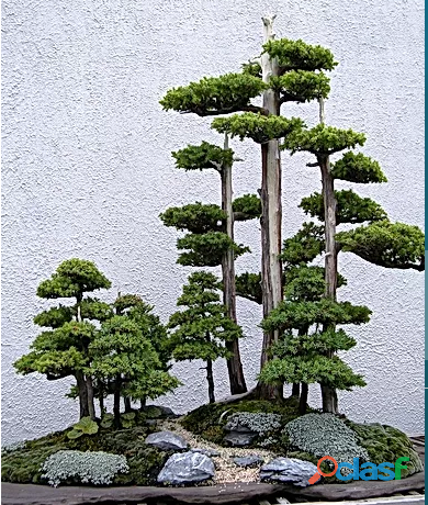 Curso Online A Arte do Bonsai