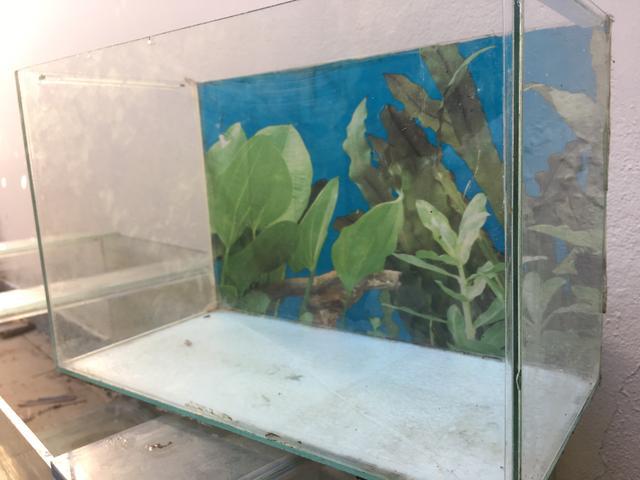 Diversos aquários pequenos + substrato