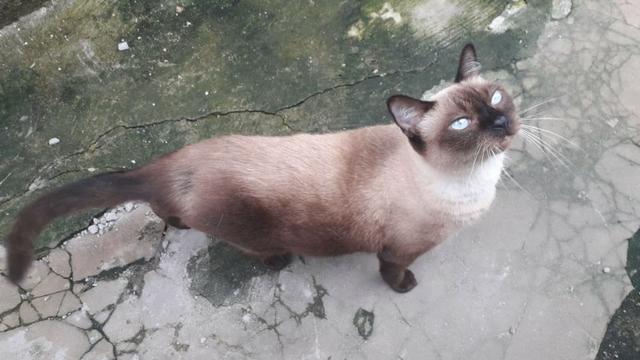 Gata siamesa castrada