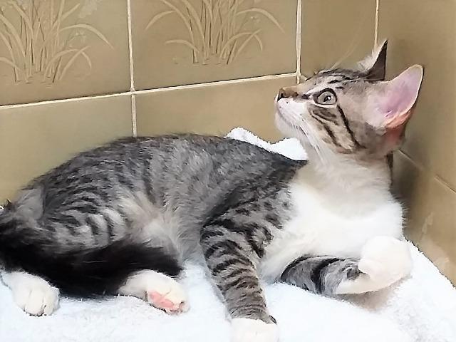 Gatinhas para adoção