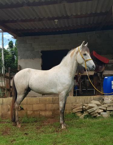 Lindo cavalo Mangalarga Machador registrado e extremamente