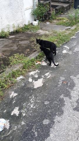 Lindos gatinhos para doação