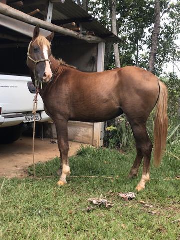 Potra Manga Larga Marchador