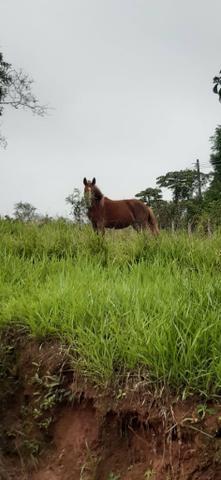 Potra pura mangalarga mineira