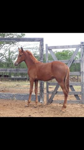 Potro Mangalarga Marchador