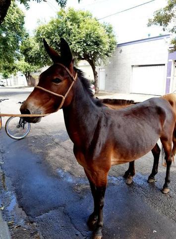 Vendo burro pitisco ajeitado