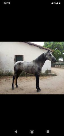 Vendo cavalo