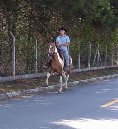 Vendo cavalo Marchador