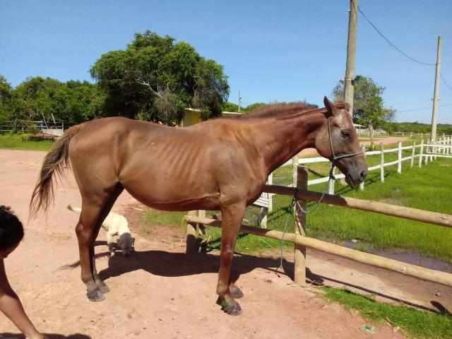 Vendo cavalo psi