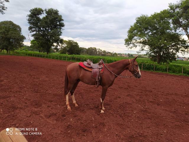 Vendo cavalos mangalarga garanhões