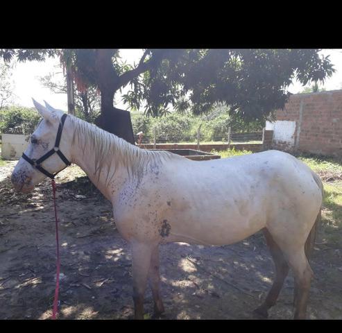 Vendo égua appaloosa com mangalarga égua nova 5 anos duas