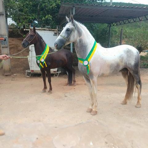 Vendo ou troco cavalos de pista