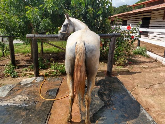 Vendo ou troco egua mangalarga registrada