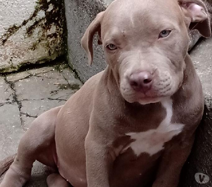 American Bully filhote fêmea negócio a vista