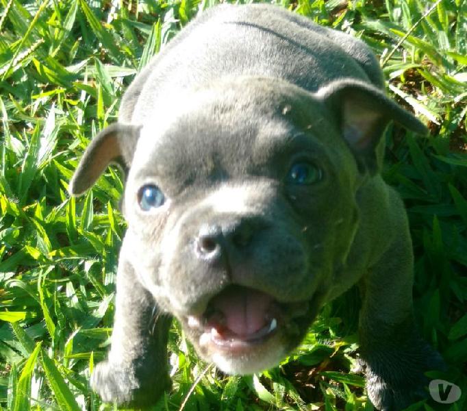 American Bully top macho