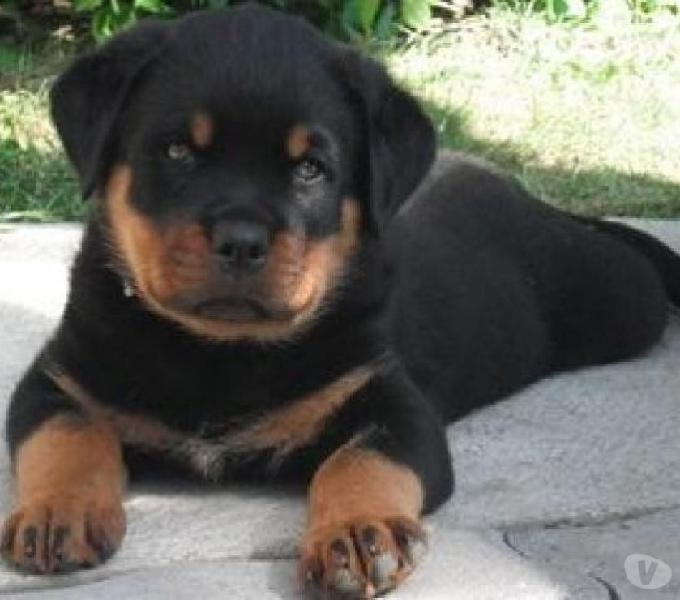 Rottweiller filhote parrudão