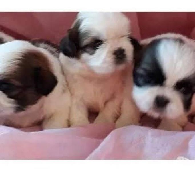 Shihtzu a foto é do filhote disponível