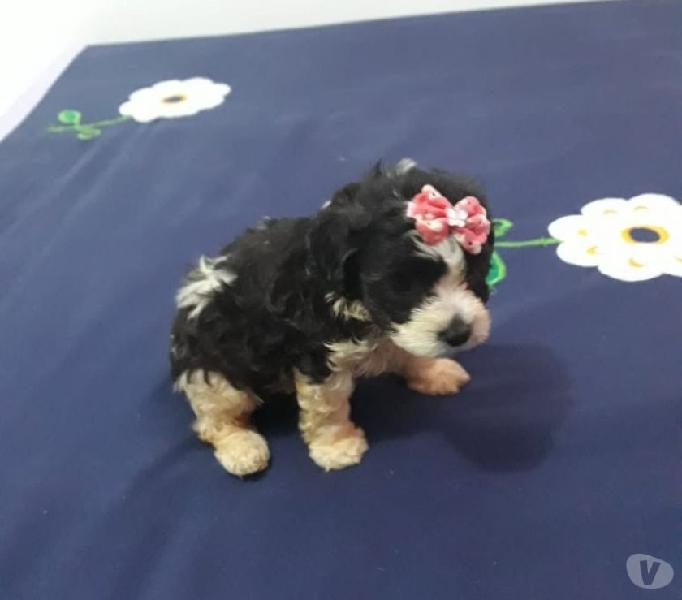 poodle micro toy pequena sem enganos 5x SJuros