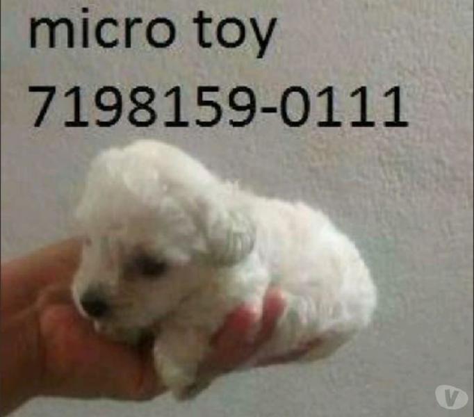 poodle micro toy macho 6x SJ entregamos a domicílio