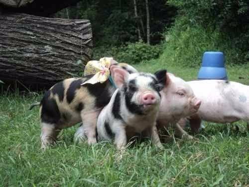 Filhotes de porco