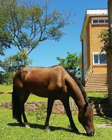 Hospedaria para Cavalos - Fazenda das Nogueiras