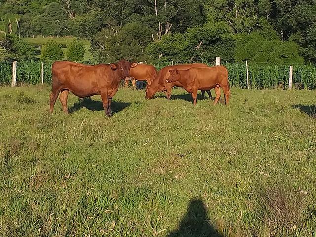 Vacas de cria