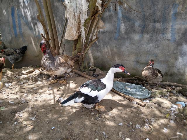 Vende_se Patos e patas a partir. 35,00 reais