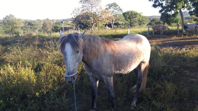 Vendo ou troco em bezerras um cavalo