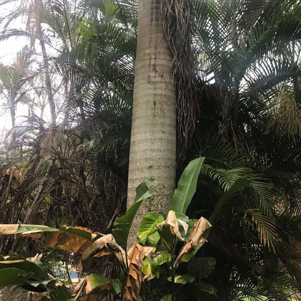 palmeiras imperiais
