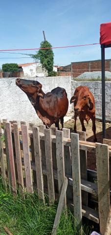 3 nuvilha primeira qualidade 1 gir pura as outras 2 e 3/4