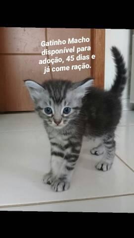 Adoção Gatinho Macho