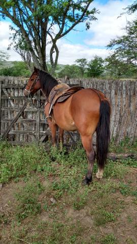 Andando muito (cavalo de patrão)