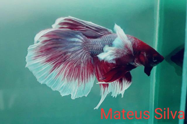 Betta