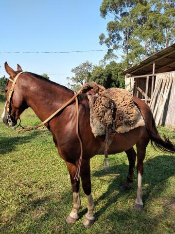 Cavalo Crioulo Encilhado