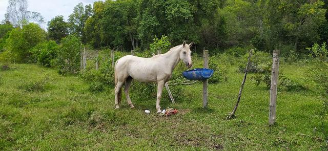 Cavalo Manga Larga Machador