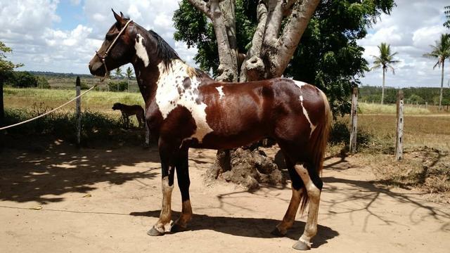 Cavalo Marchador Pampa Raridade