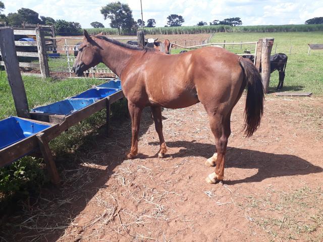 Cavalo Qm