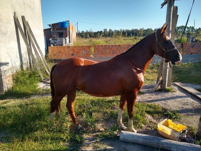 Cavalo crioulo 2.000,00