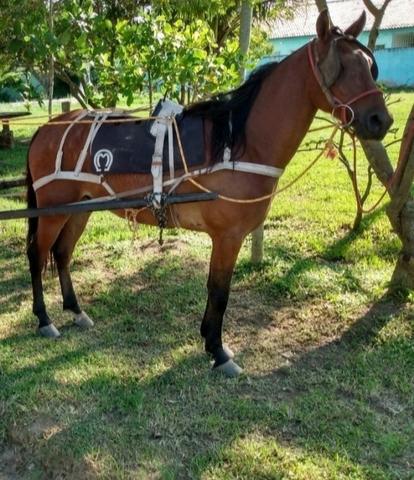 Cavalo de charrete mestiço argentino