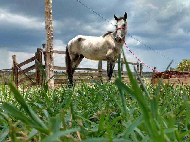 Cavalo esquipador 6 anos