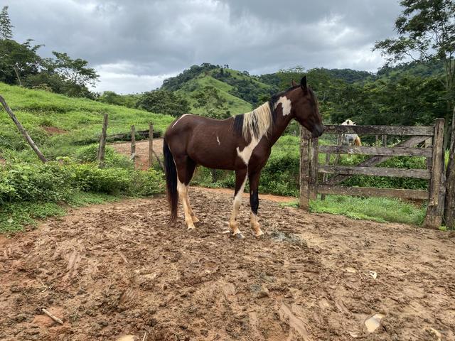 Cavalo manga larga pampa